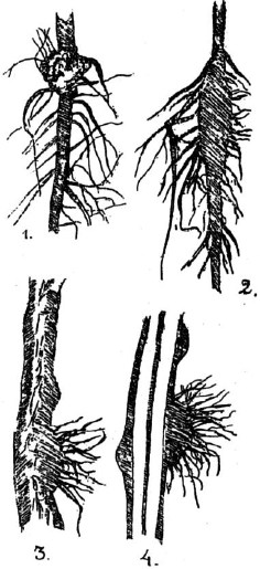 Ягодники. Руководство по разведению крыжовника и смородины - _62.png