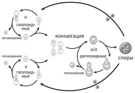 Эволюция. Классические идеи в свете новых открытий - i_014.jpg