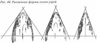 Рыбы России. Том первый - _32.jpg