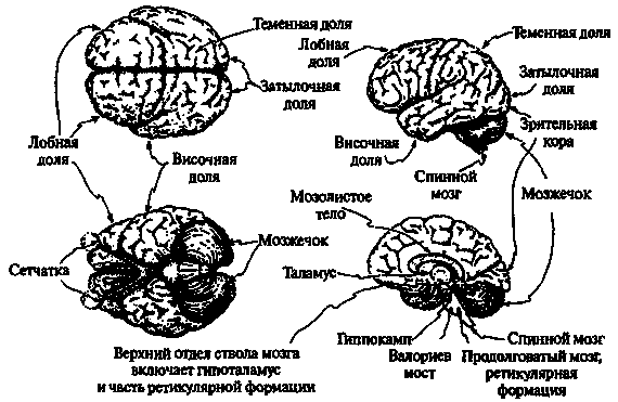 Новый ум короля: О компьютерах, мышлении и законах физики - i_212.png