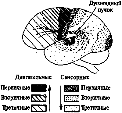 Новый ум короля: О компьютерах, мышлении и законах физики - i_216.png