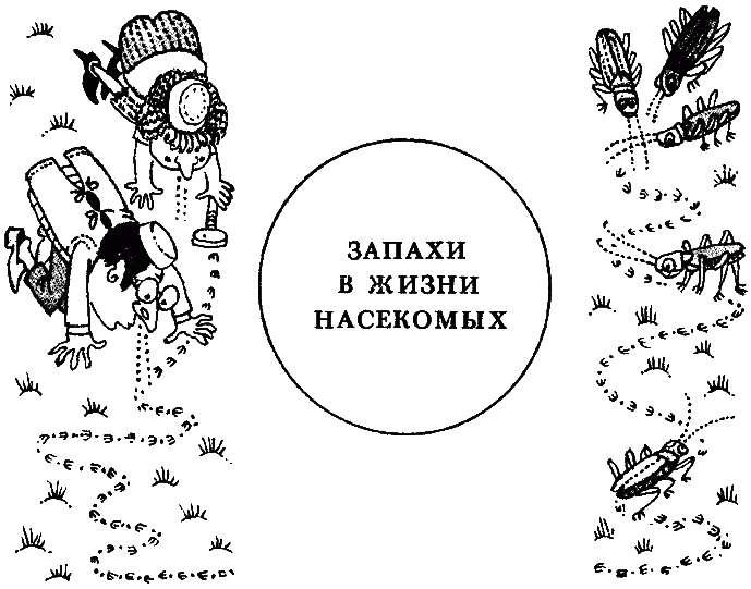 Химический язык насекомых - _009.png