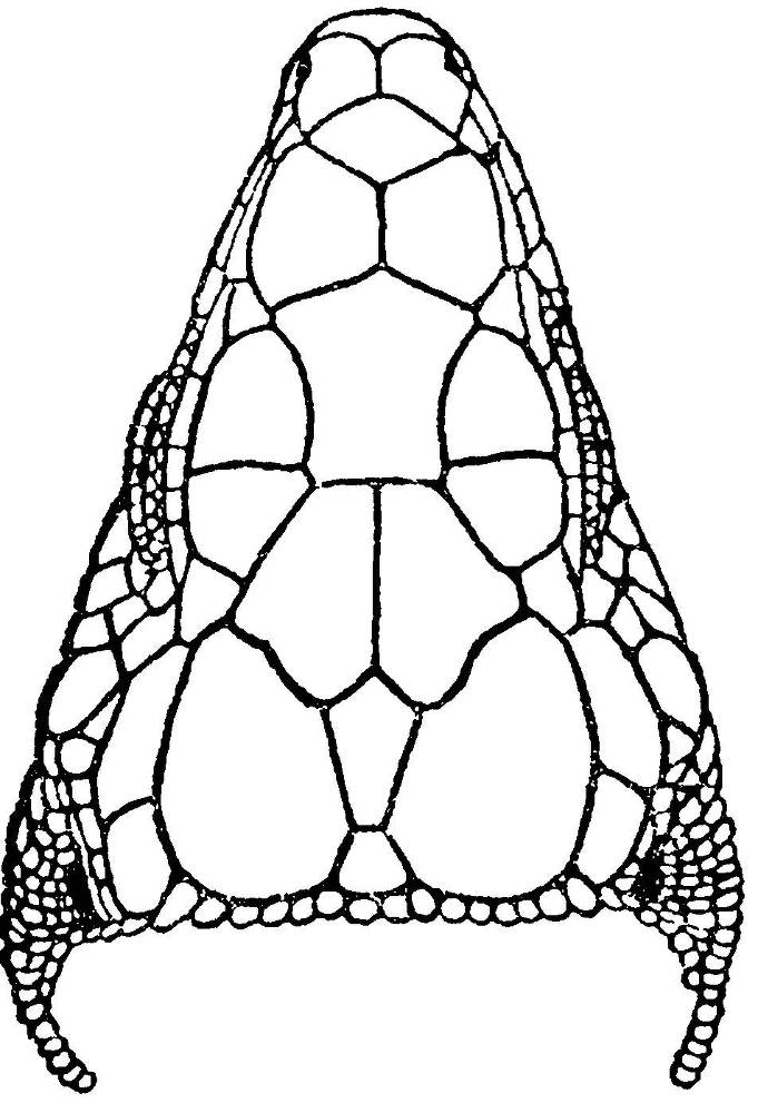 Я познаю мир. Змеи, крокодилы, черепахи - _1.jpg