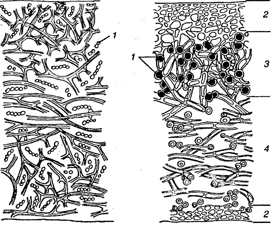 Я познаю мир. Ботаника - image85.png