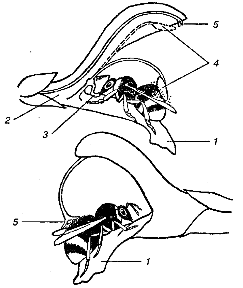 Я познаю мир. Ботаника - image173.png