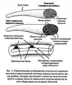 Ваше тело просит воды - pic_3.jpg