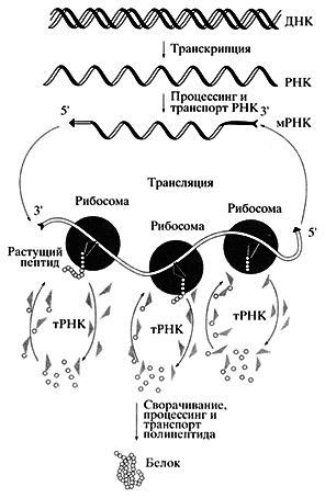 Биосинтез белков, мир РНК и происхождение жизни - imgA829.png