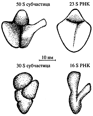 Биосинтез белков, мир РНК и происхождение жизни - img85D2.png