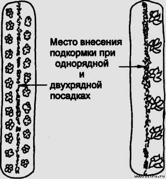 Семейное овощеводство на узких грядах - i_016.jpg