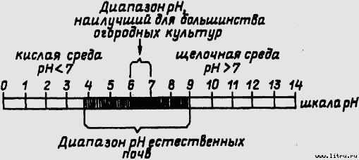 Семейное овощеводство на узких грядах - i_019.jpg