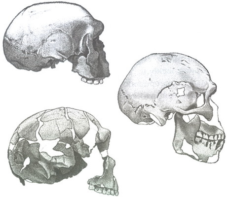 Скелеты в шкафу. Драматичная эволюция человека - i_013.jpg