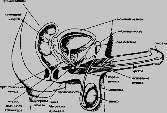 Даосские секреты любви, которые следует знать каждому мужчине - pic2.png