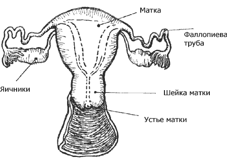 Совершенствование мужской сексуальной энергии - i_050.png