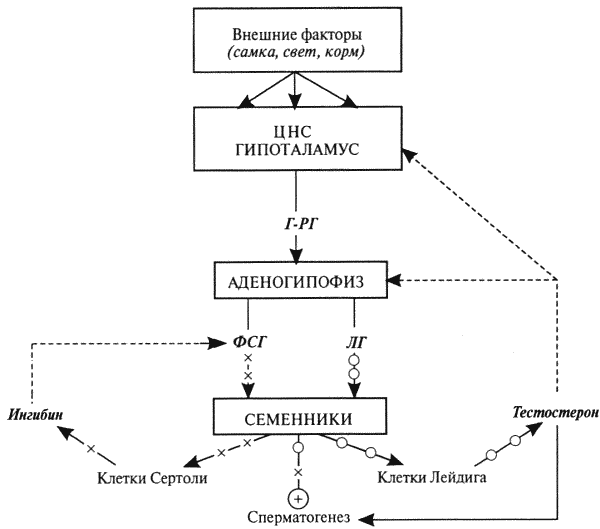 Физиология размножения и репродуктивная патология собак - i_012.png